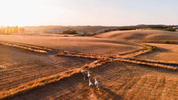 Limepic yFO64bolizw unsplash